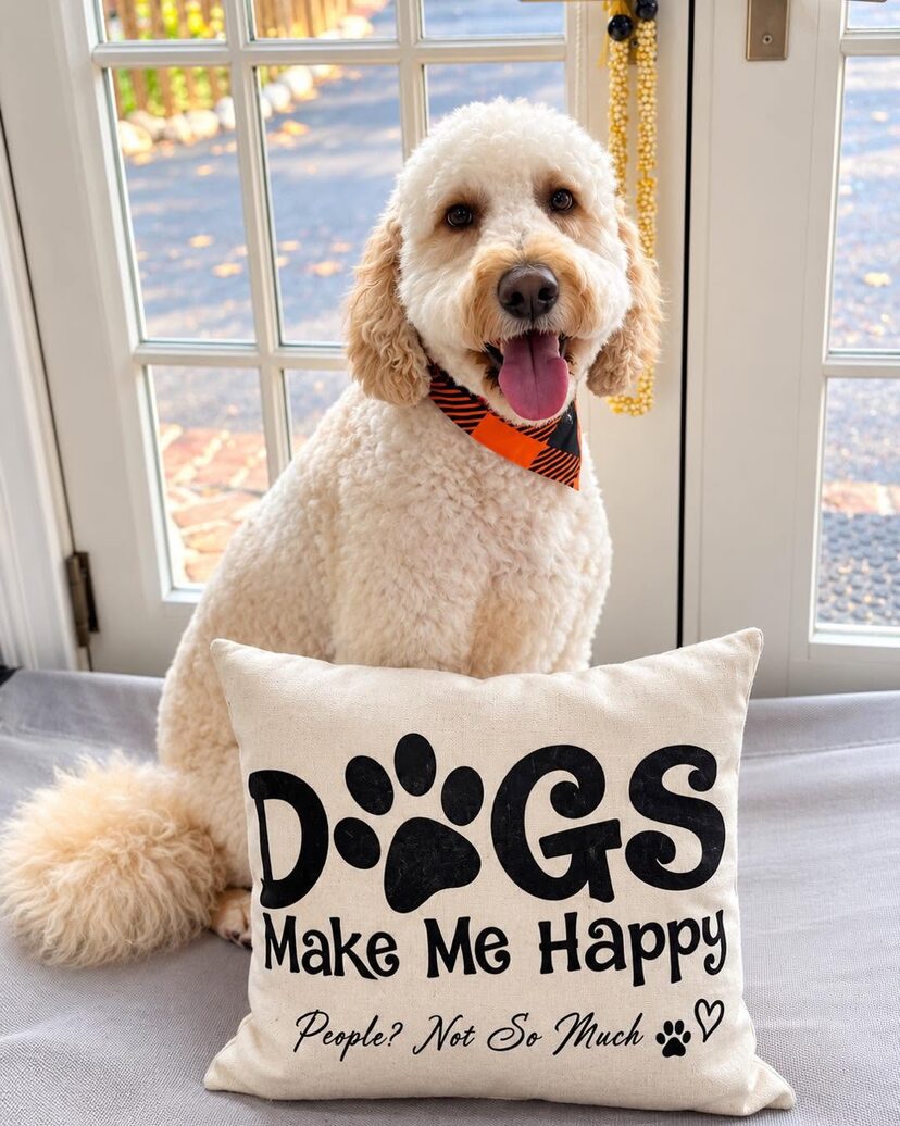 Cream goldendoodle grinning in an orange and black bandana beside a Dogs Make Me Happy pillow