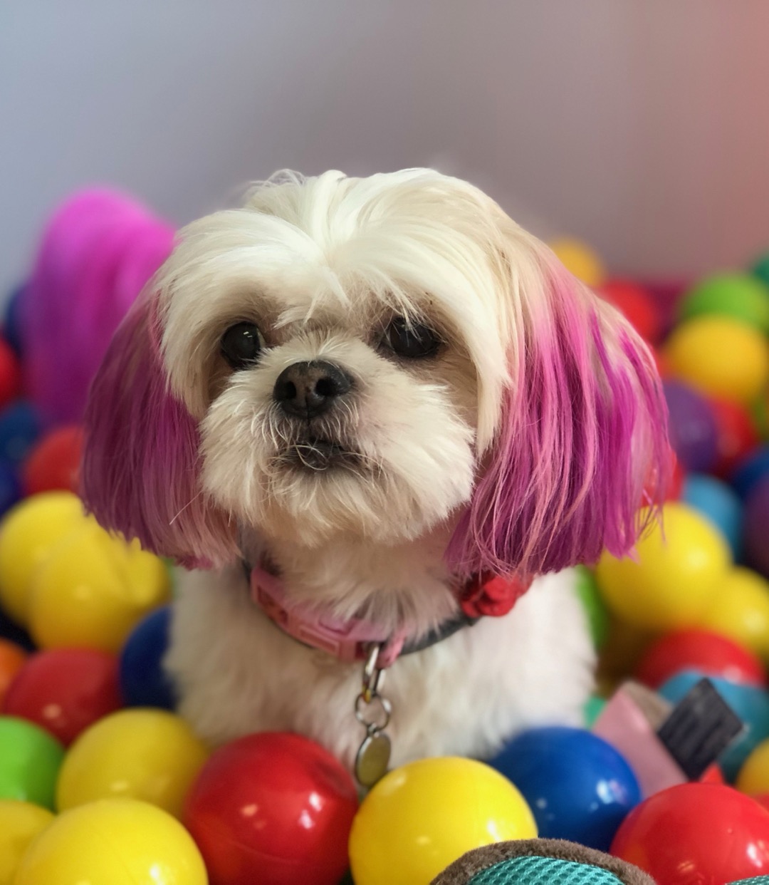Shih tzu with pink and purple dyed ears sitting in a colorful ball pit after a groom