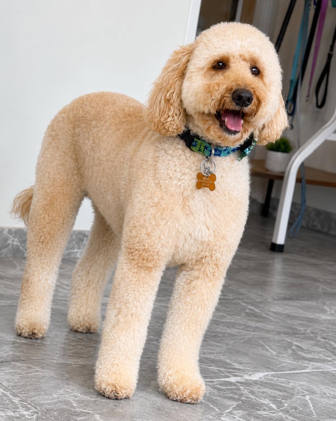 Ziggy the goldendoodle standing proudly after a fresh groom