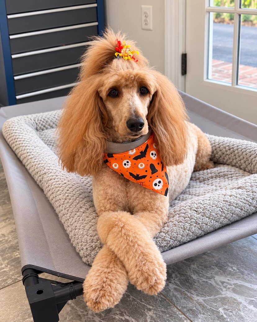 Apricot standard poodle with a ribbon topknot and an orange Halloween bandana, resting on a grooming cot