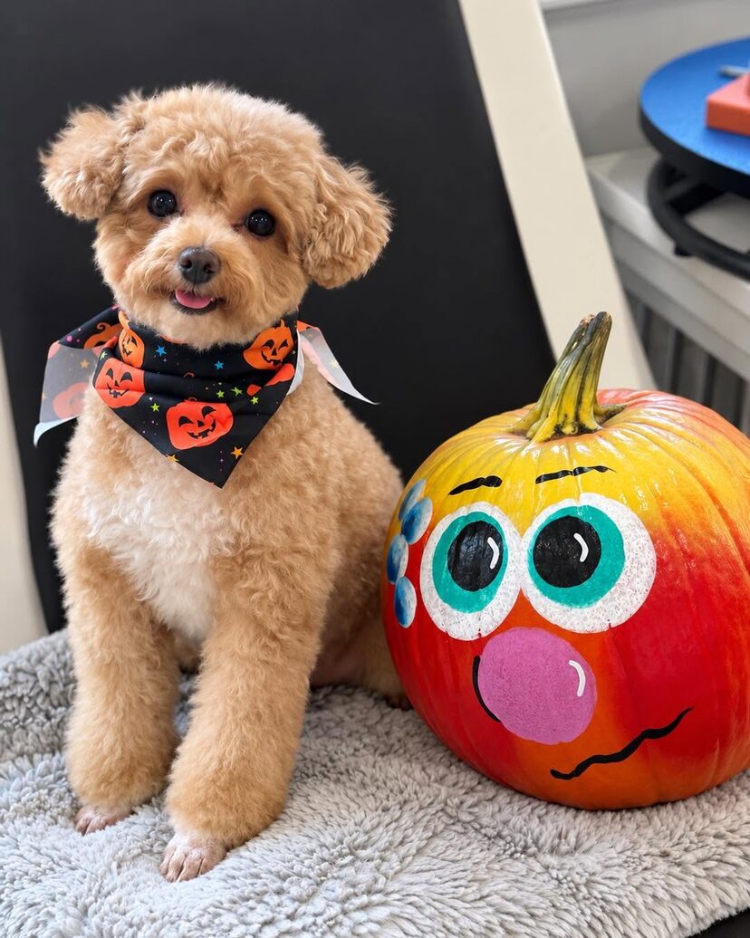 Toy poodle in a jack-o-lantern bandana sitting beside a hand-painted pumpkin