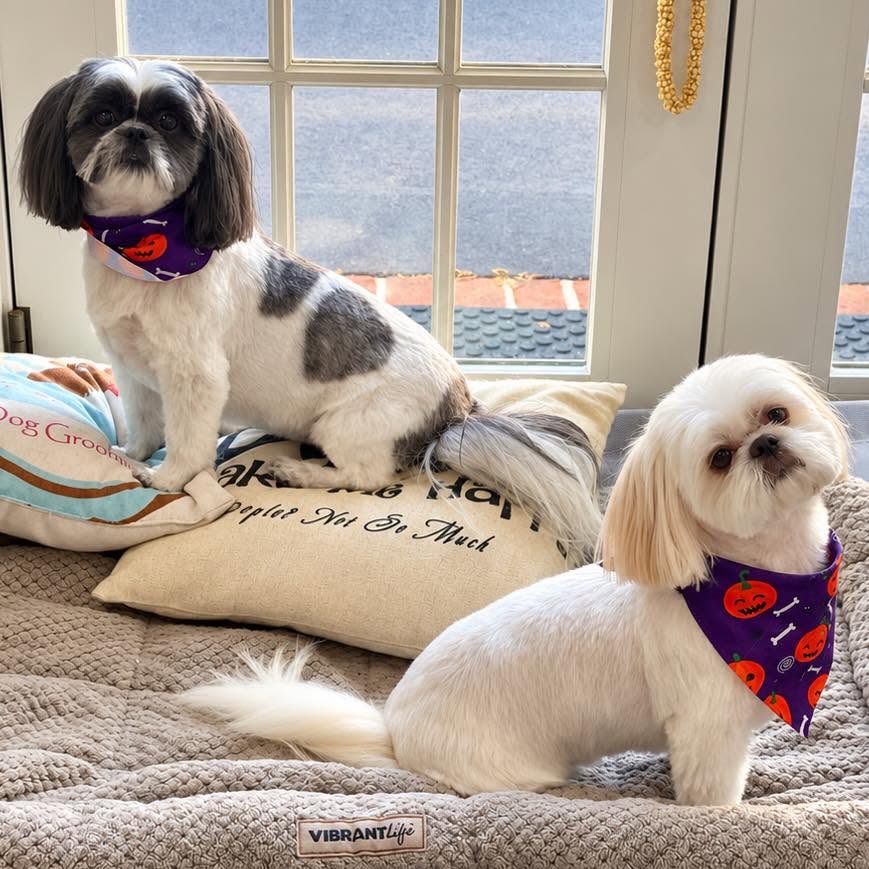 Two freshly groomed shih tzus in matching purple pumpkin bandanas