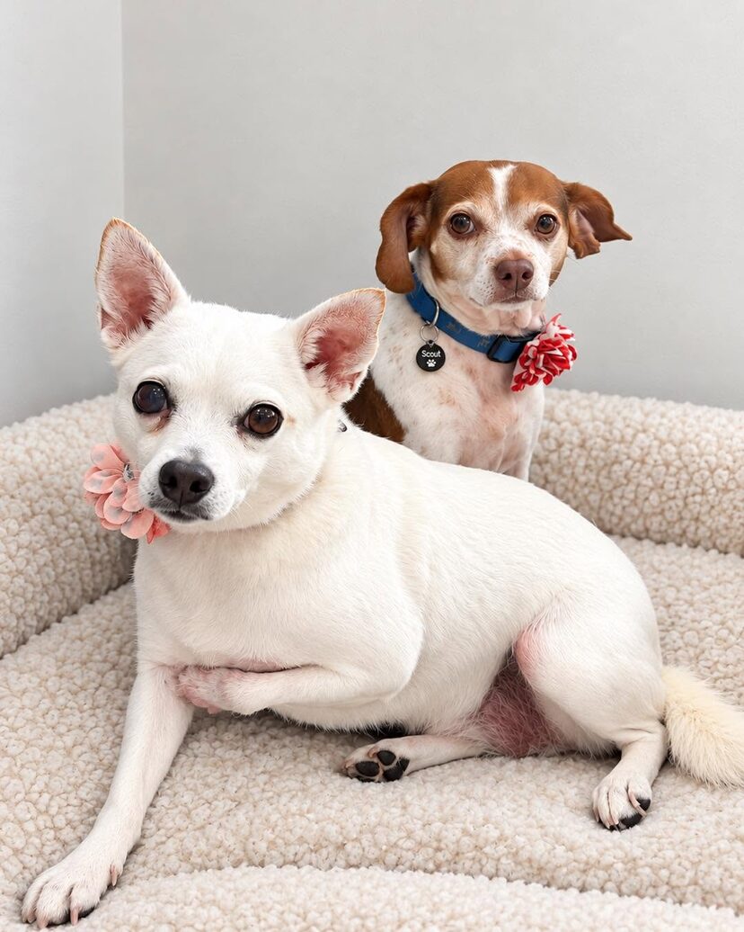 Two small dogs wearing flower collars after their grooming appointment